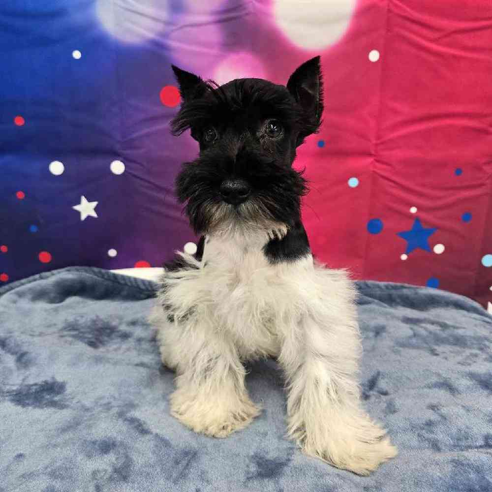 Male Mini Schnauzer Puppy for Sale in Virginia Beach, VA