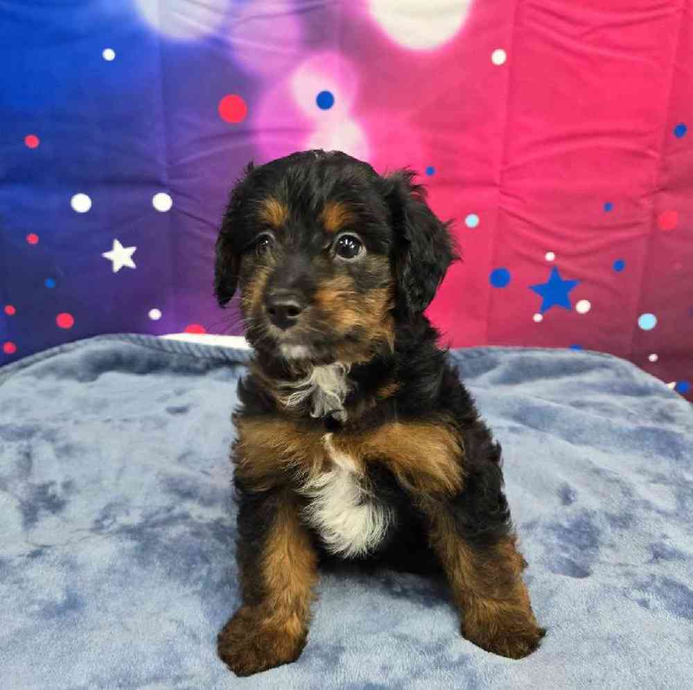 Male Mini Aussiedoodle Puppy for Sale in Virginia Beach, VA
