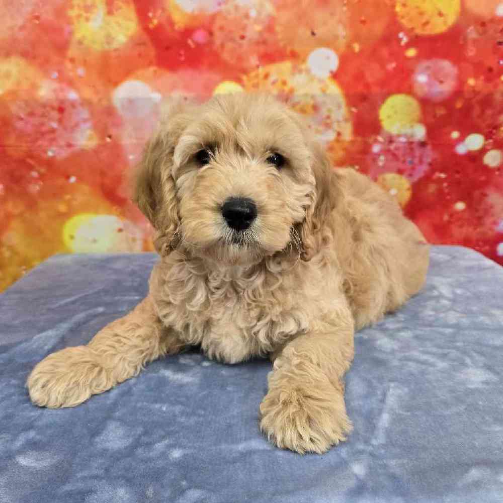 Male Moyen Poodle-Golden Retriever Puppy for Sale in Virginia Beach, VA