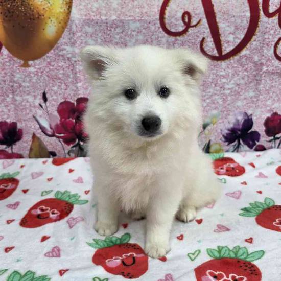 American Eskimo