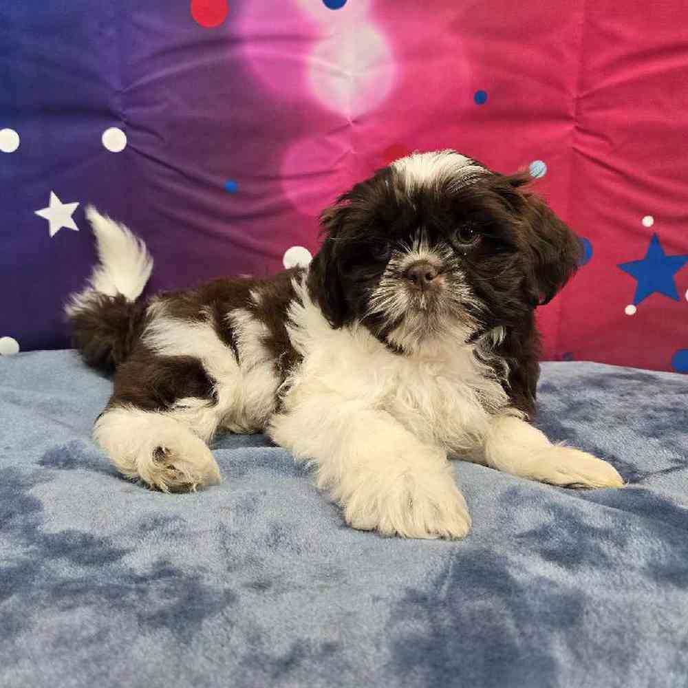 Male Shih Tzu Puppy for Sale in Virginia Beach, VA