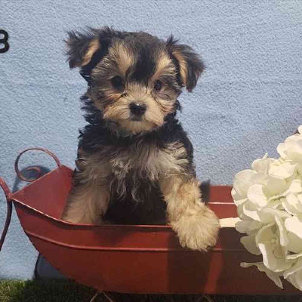 Male Morkie Puppy for Sale in Virginia Beach, VA