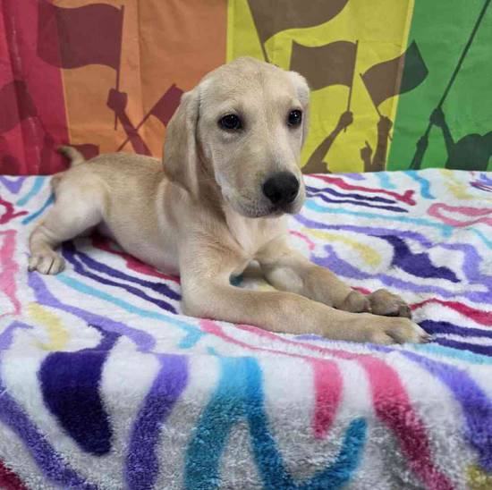 Labrador Retriever