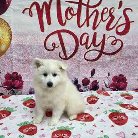 American Eskimo