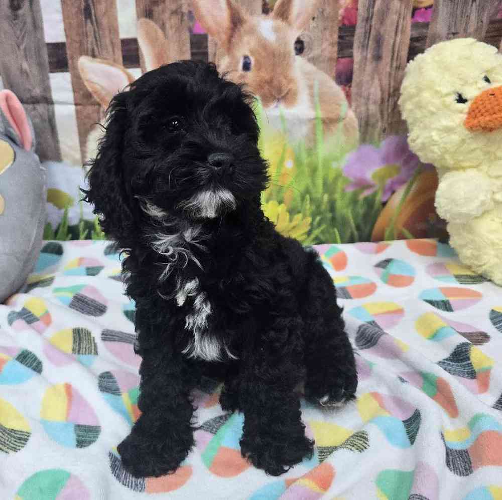 Female Cockapoo Puppy for Sale in Virginia Beach, VA