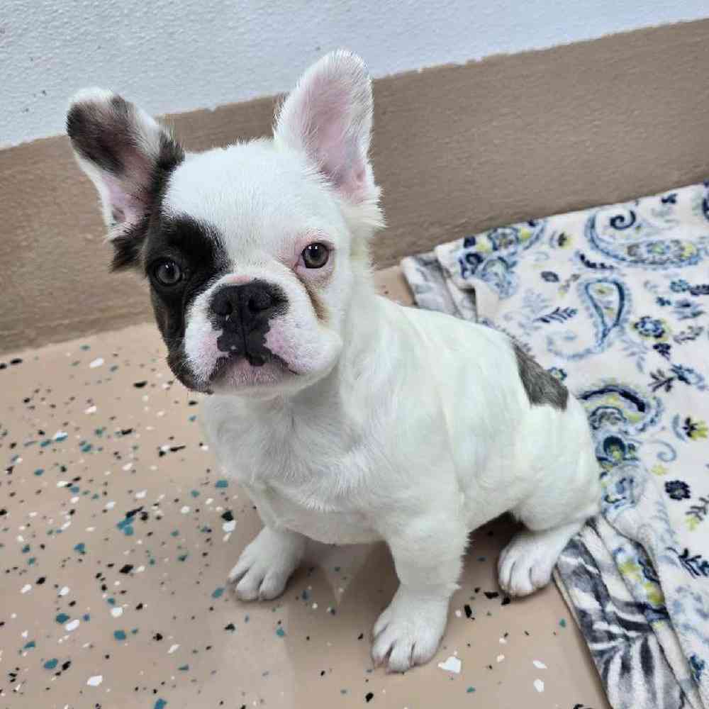 Female French Bulldog Puppy for Sale in Virginia Beach, VA