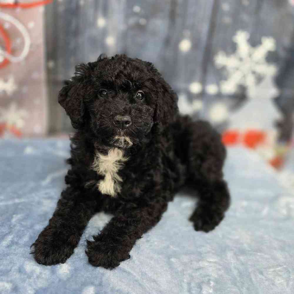 Female Mini Sheepadoodle Puppy for Sale in Virginia Beach, VA