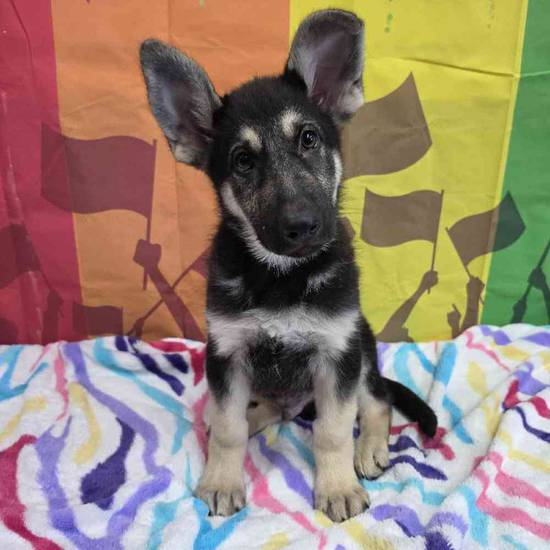 German Shepherd