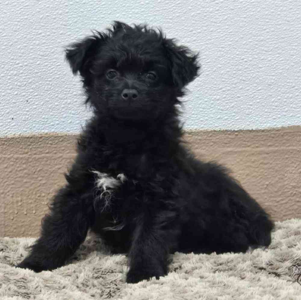 Male Pom-A-Poo Puppy for Sale in Virginia Beach, VA