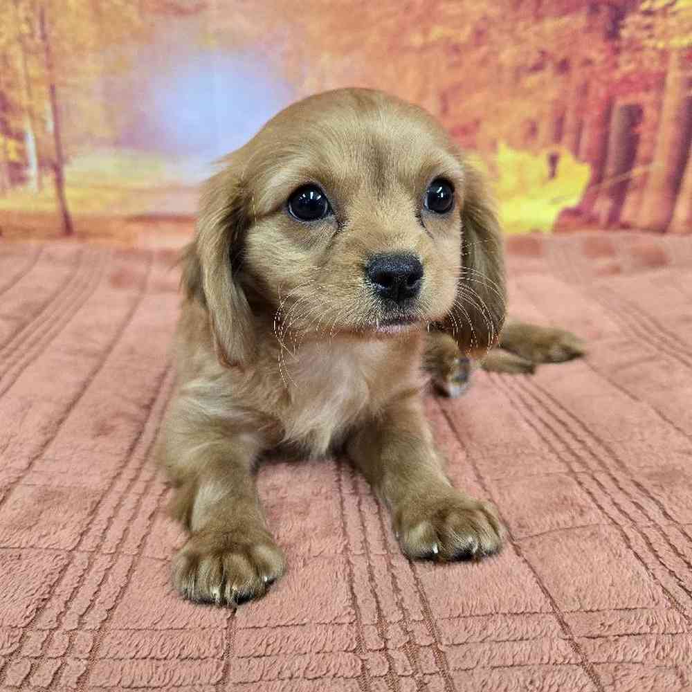 Male Cavapoo Puppy for Sale in Virginia Beach, VA