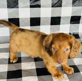 Dachshund