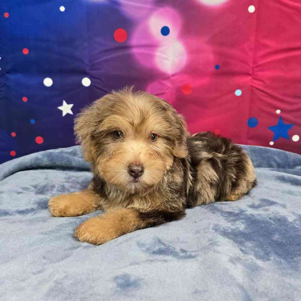 Male Yorkie-Poo Puppy for Sale in Virginia Beach, VA