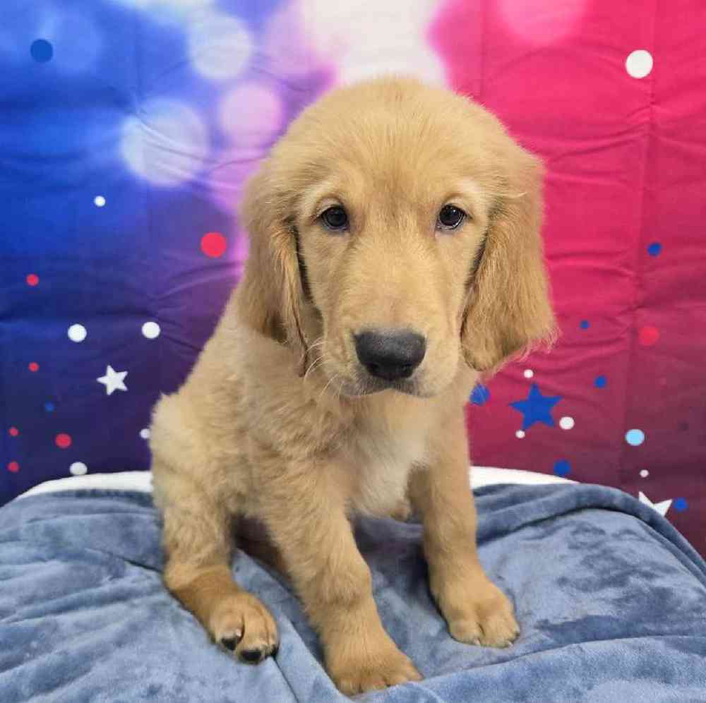 Male Golden Retriever Puppy for Sale in Virginia Beach, VA