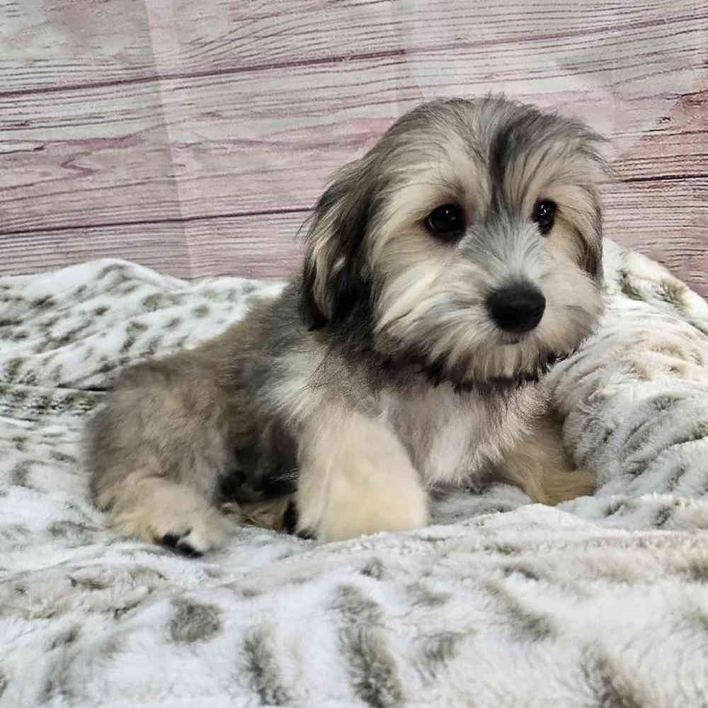 Male Havanese Puppy for Sale in Virginia Beach, VA