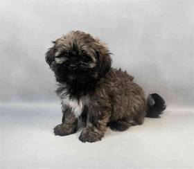 Lhasa Apso