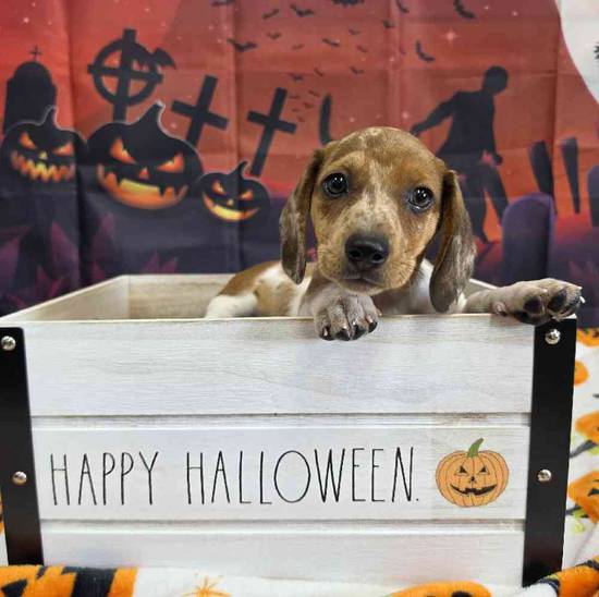 Dachshund