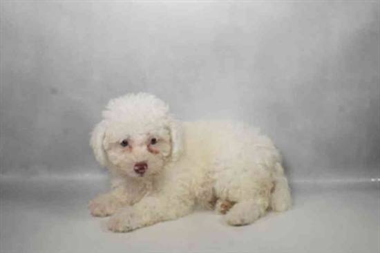 Poodle Toy