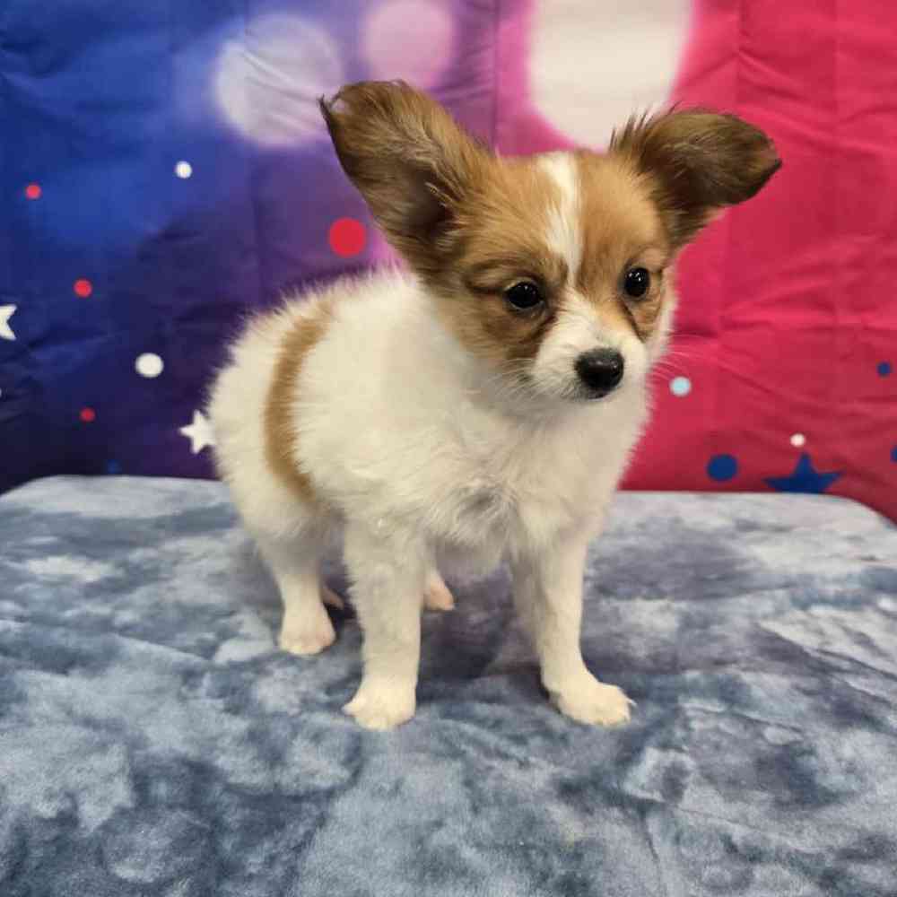 Female Papillon Puppy for Sale in Virginia Beach, VA