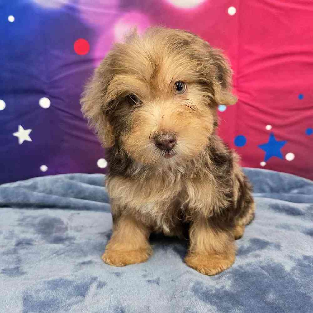 Male Yorkie-Poo Puppy for Sale in Virginia Beach, VA