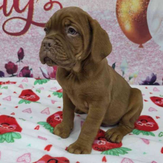 Dogue De Bordeaux