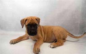 Bullmastiff