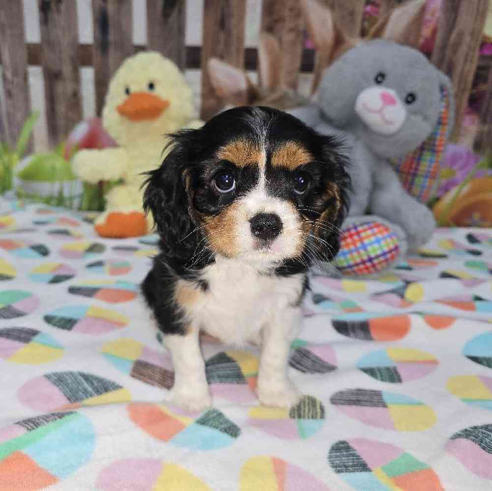 Female Cavalier King Charles Spaniel Puppy for Sale in Virginia Beach, VA