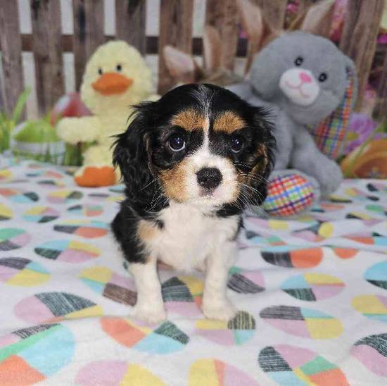 Cavalier King Charles Spaniel