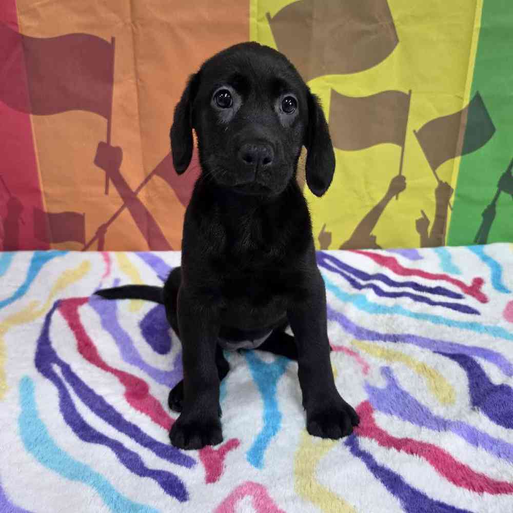 Female Labrador Retriever Puppy for Sale in Virginia Beach, VA