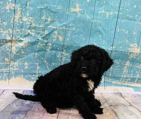 Mini Sheepadoodle 