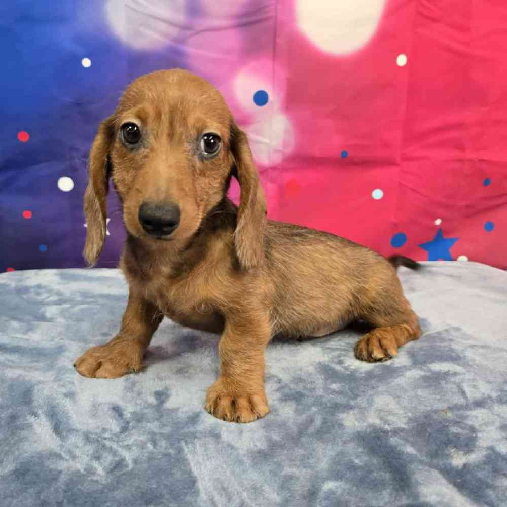 Male Dachshund Puppy for Sale in Virginia Beach, VA