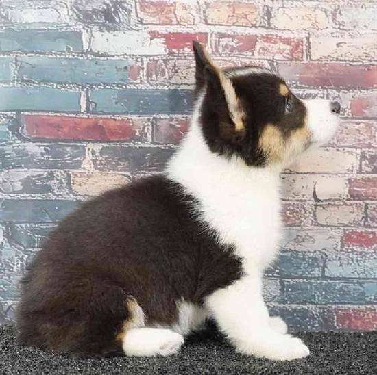 Pembroke Welsh Corgi