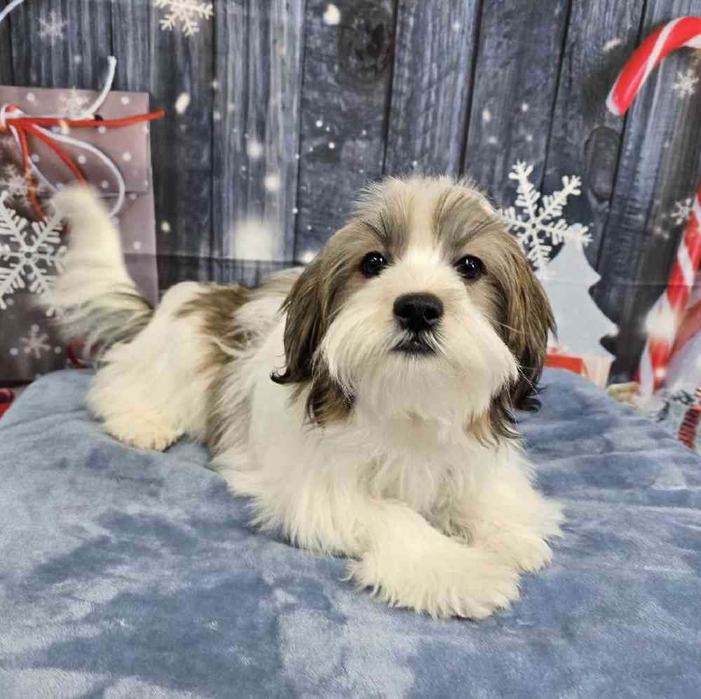 Male Shorkie Puppy for Sale in Virginia Beach, VA