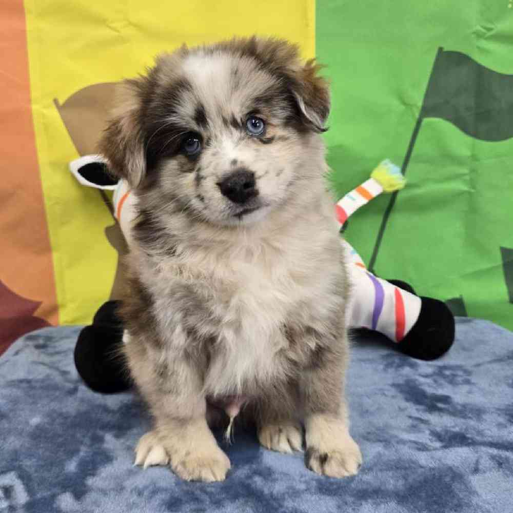 Male Pomsky Puppy for Sale in Virginia Beach, VA