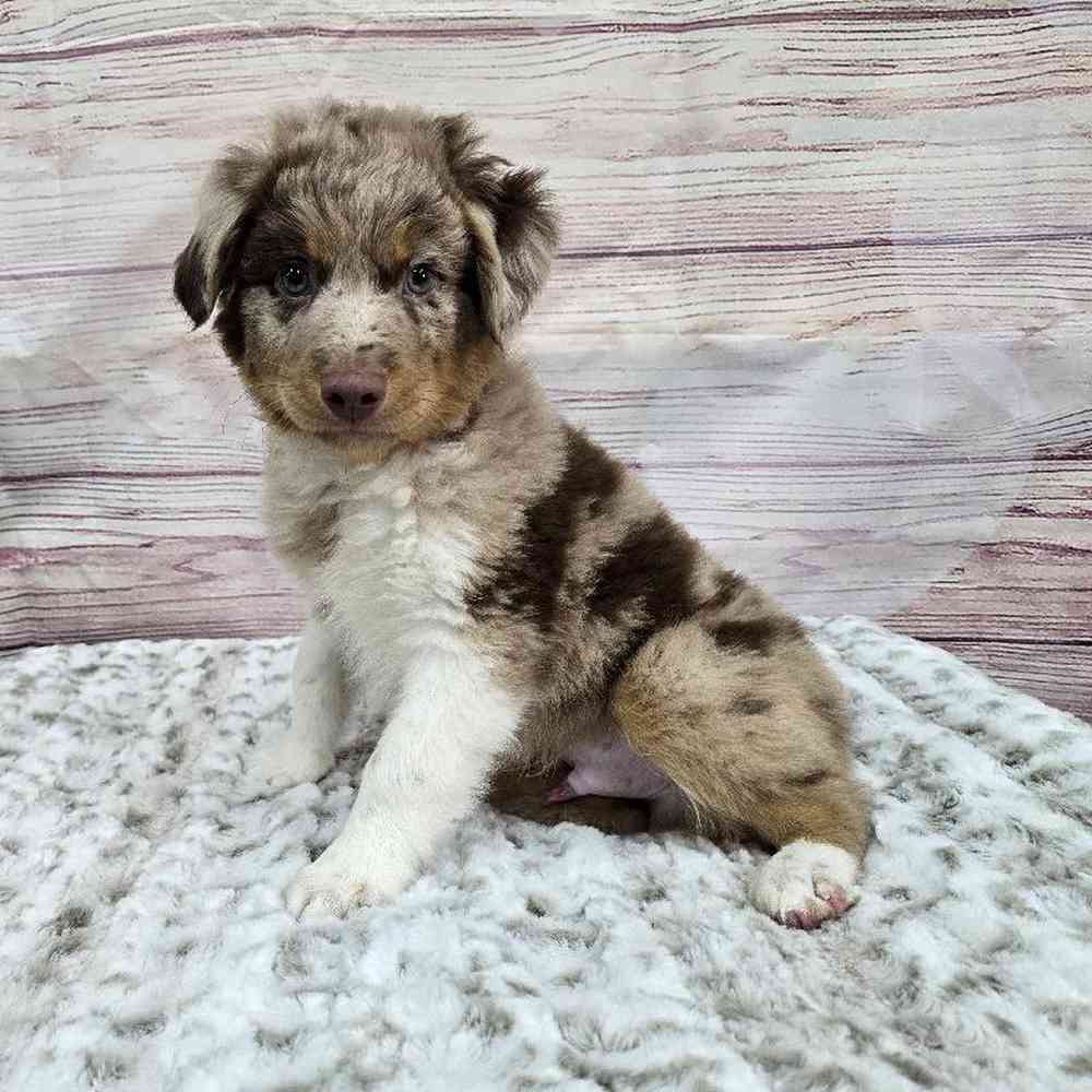 Male Mini Aussie Puppy for Sale in Virginia Beach, VA