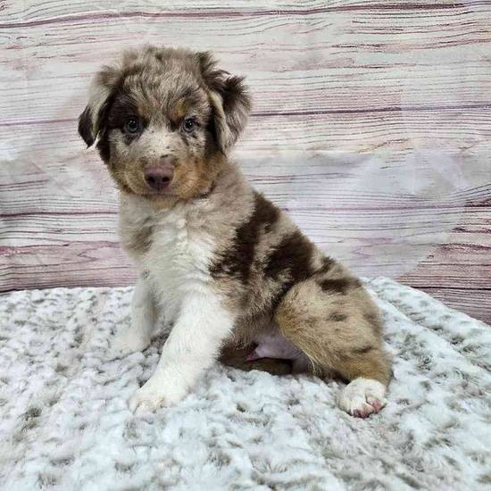 Mini Aussie