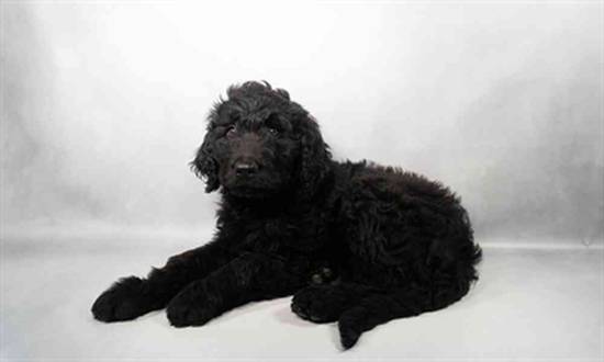 Goldendoodle