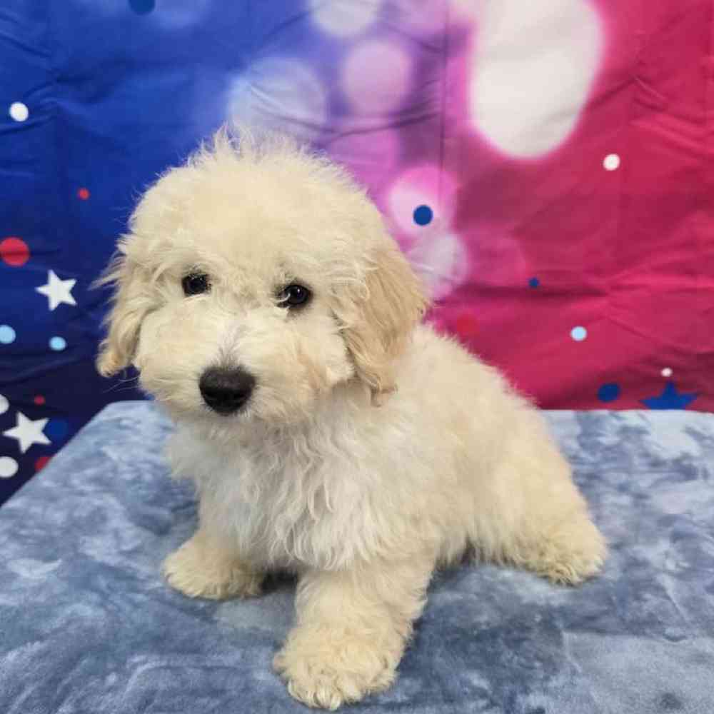 Male Bichonpoo Puppy for Sale in Virginia Beach, VA