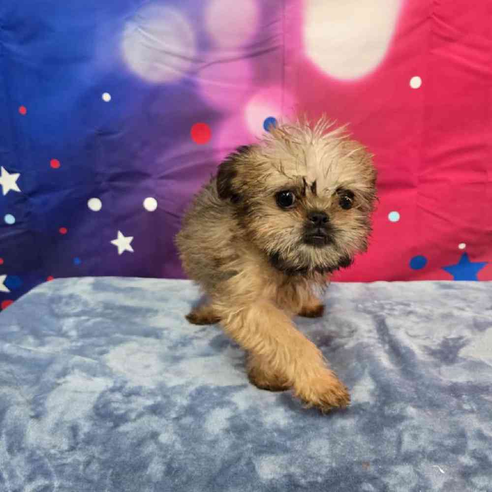 Male Brussels Griffon Puppy for Sale in Virginia Beach, VA