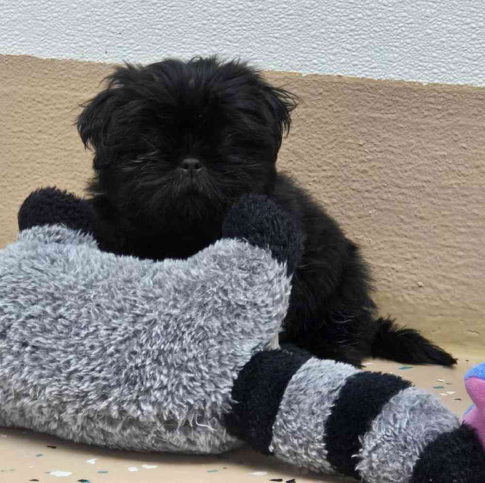 Male Shih Tzu Puppy for Sale in Virginia Beach, VA