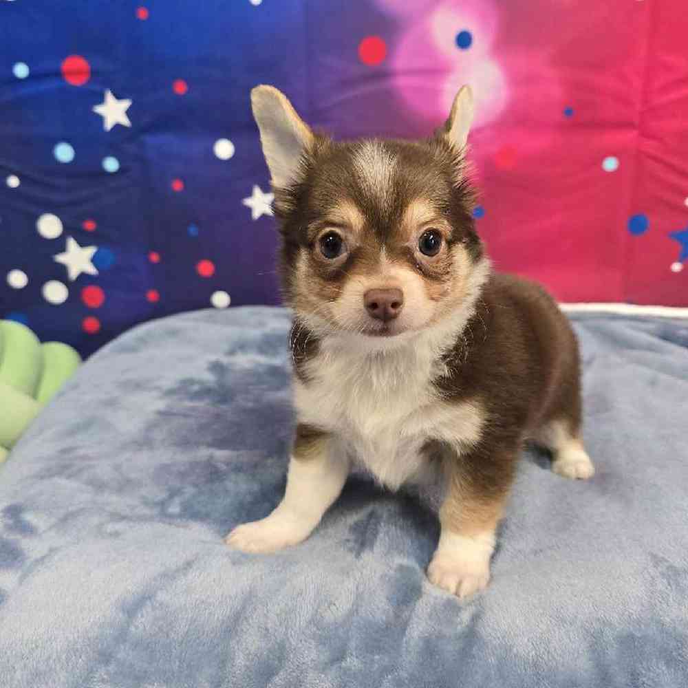 Male Chihuahua Puppy for Sale in Virginia Beach, VA