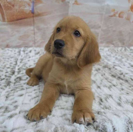 Golden Retriever