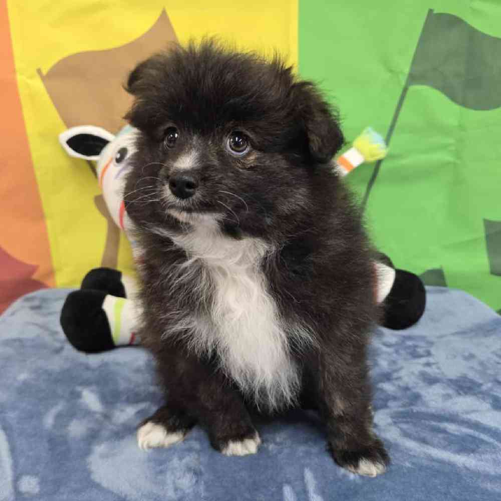 Female Pomsky Puppy for Sale in Virginia Beach, VA