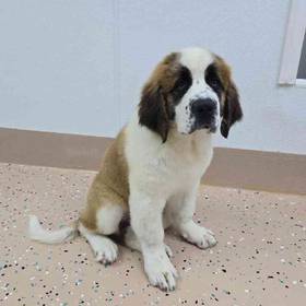 Saint Bernard