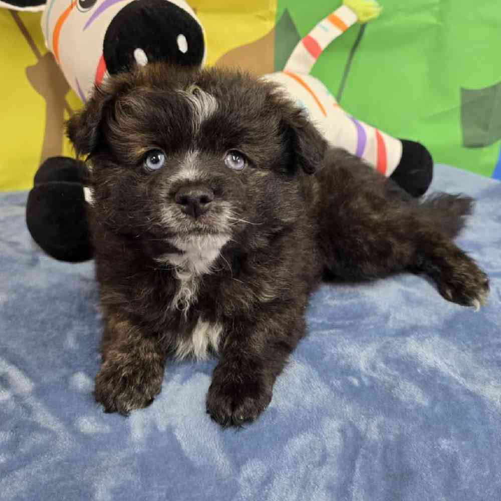 Male Pomsky Puppy for Sale in Virginia Beach, VA
