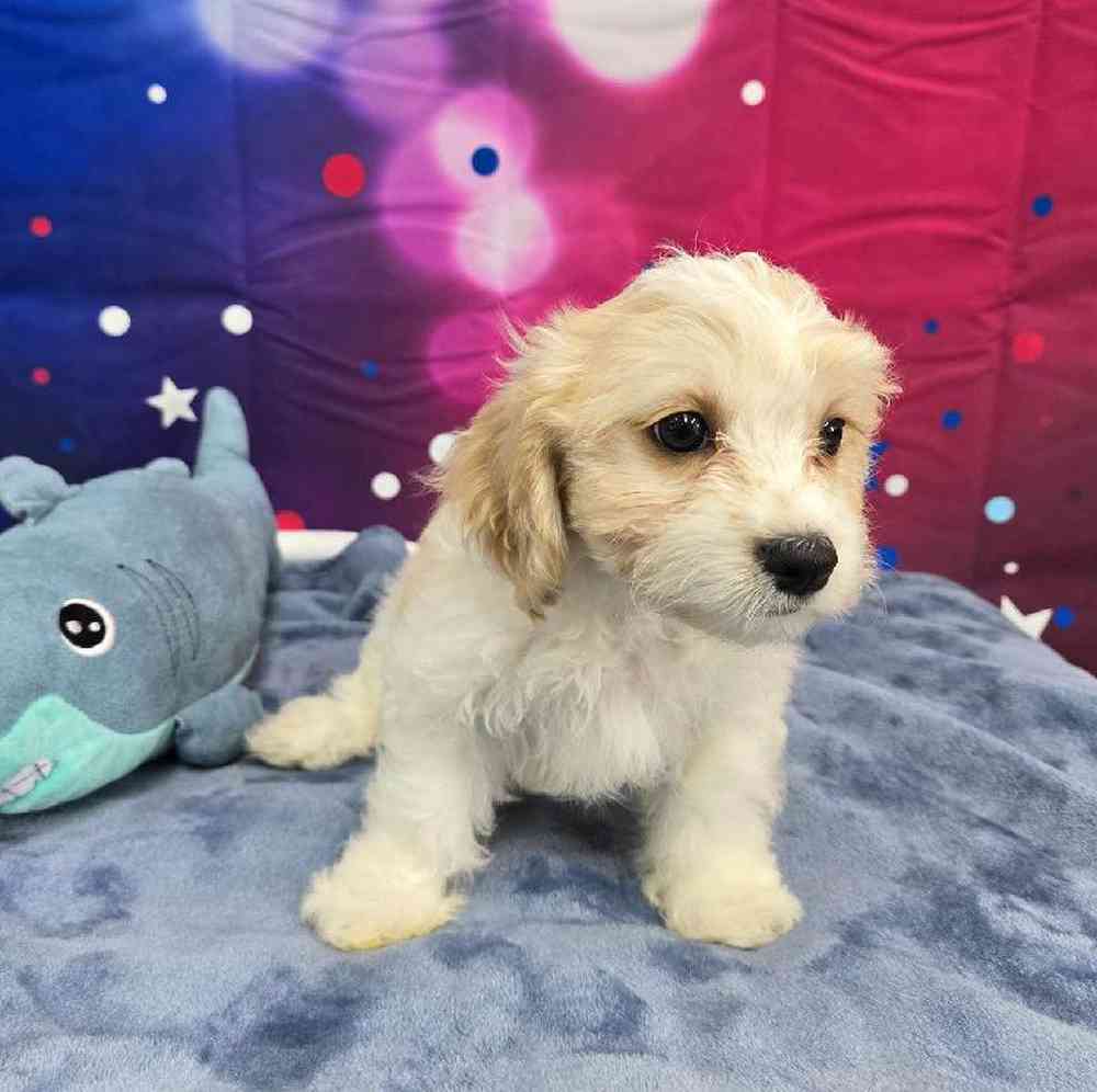 Female Cavachon Puppy for Sale in Virginia Beach, VA