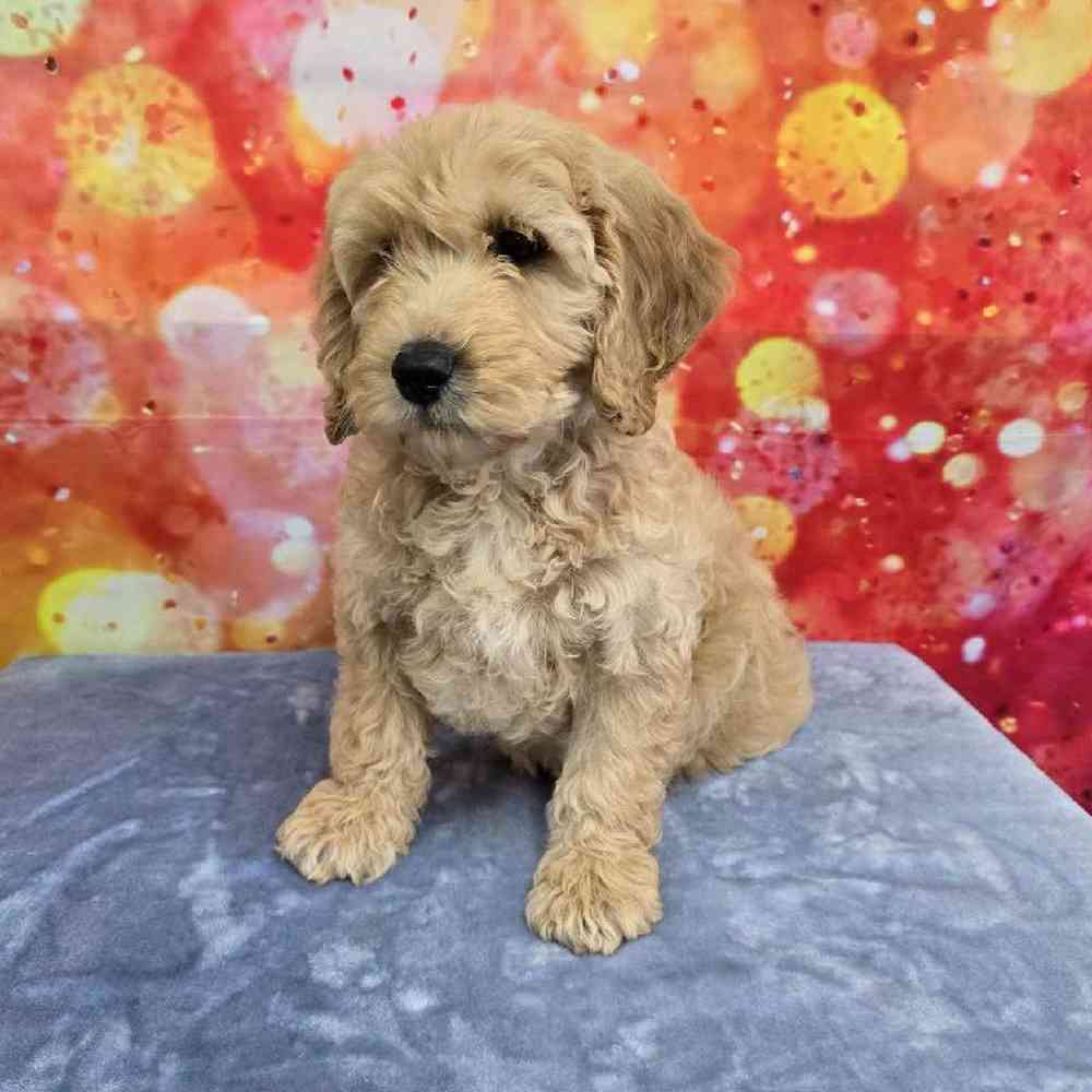 Male Moyen Poodle-Golden Retriever Puppy for Sale in Virginia Beach, VA