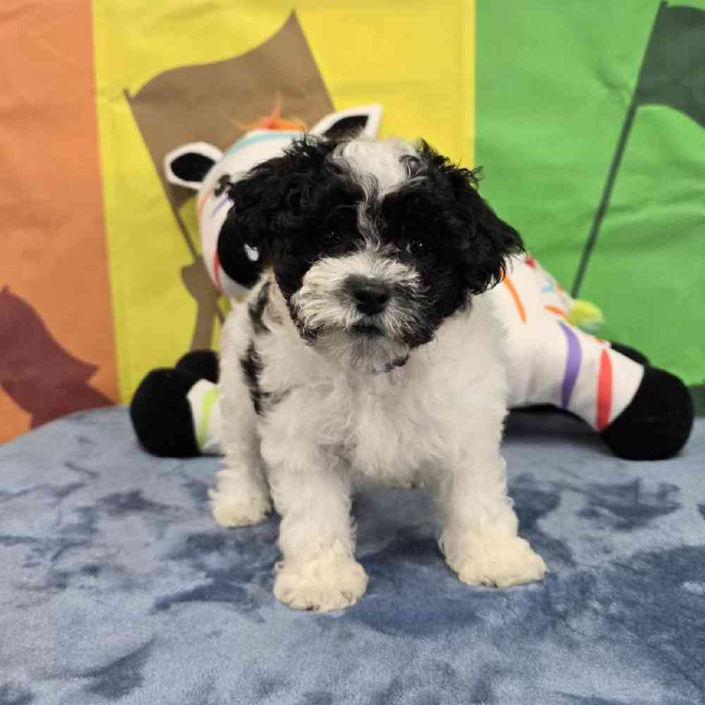 Male Maltipoo Puppy for Sale in Virginia Beach, VA