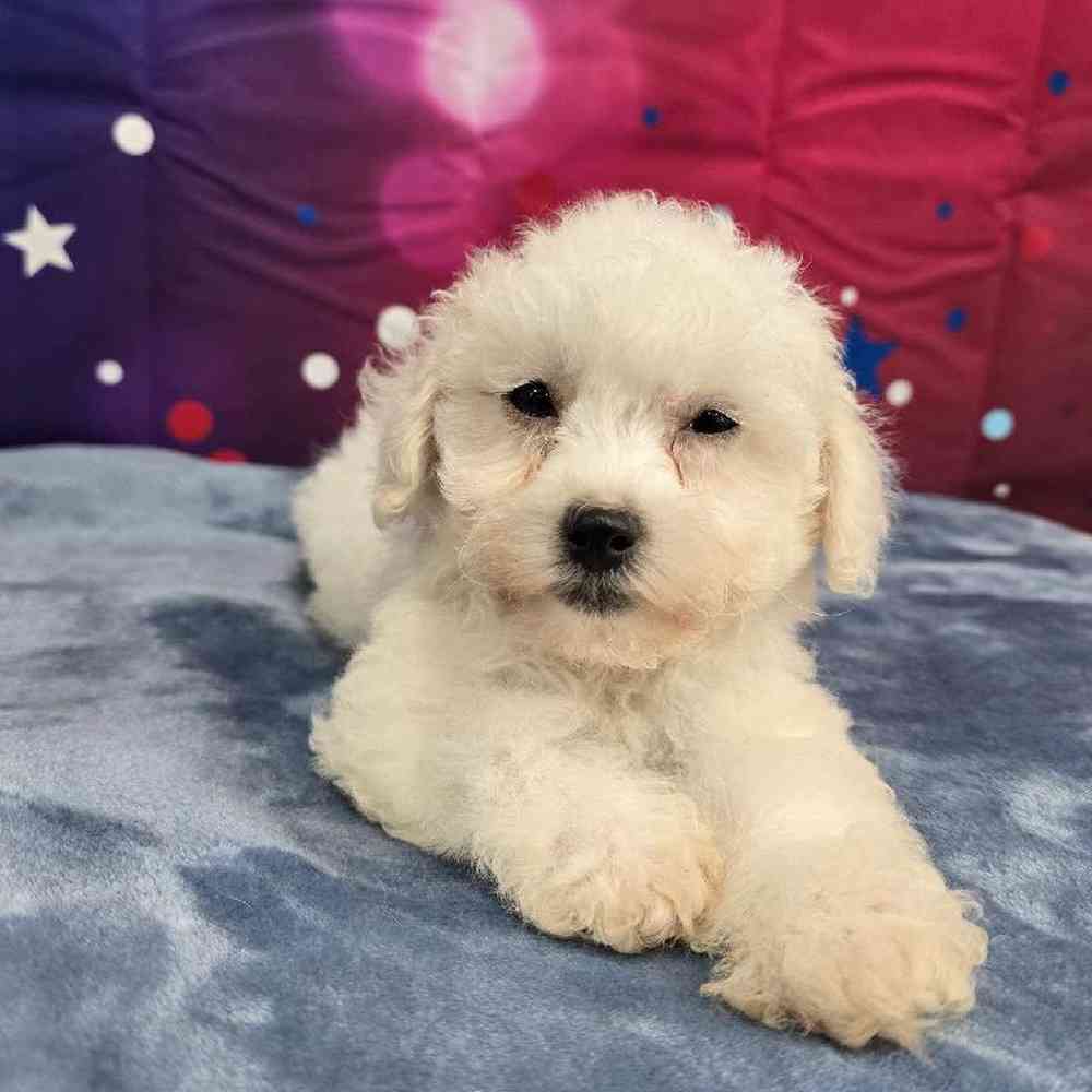 Male Bichon Puppy for Sale in Virginia Beach, VA