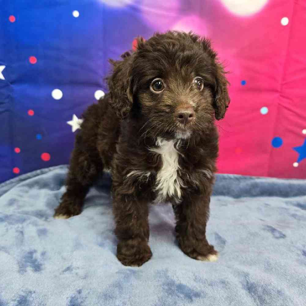 Female Mini Aussiedoodle Puppy for Sale in Virginia Beach, VA