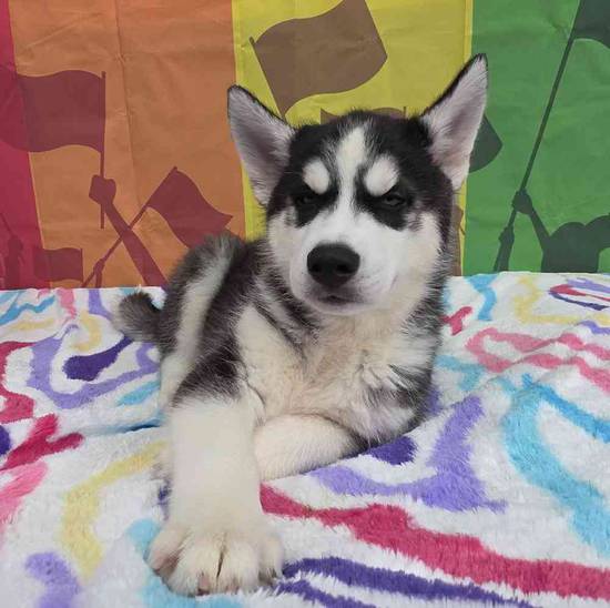 Siberian Husky